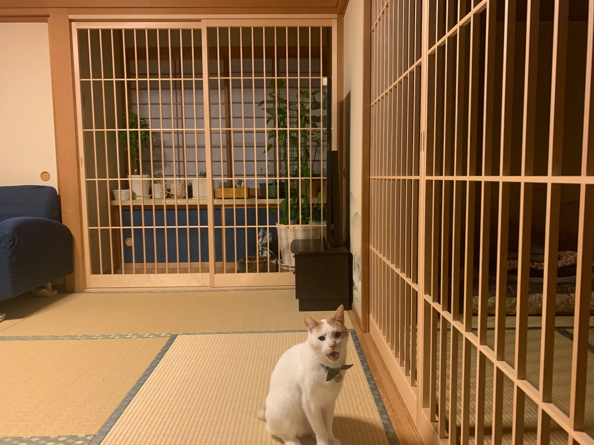 木製障子の前で座る白猫。