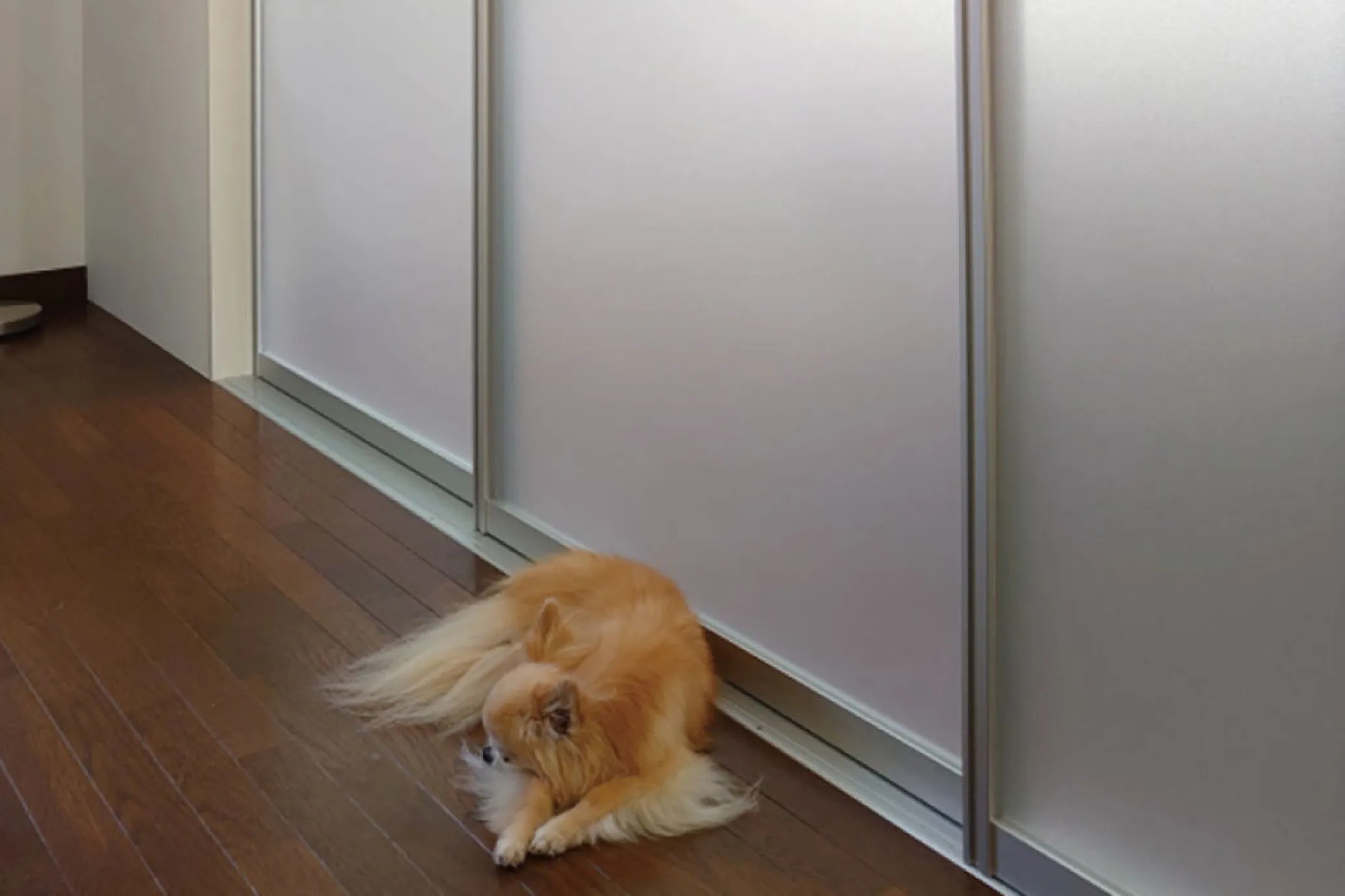 室内引き戸から差し込む柔らかい光に包まれて部屋でくつろいでいる犬の様子